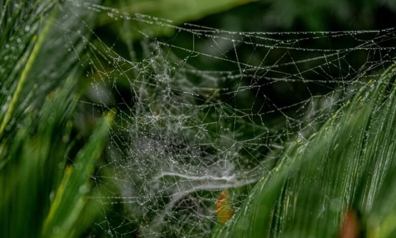 web growth performance boost